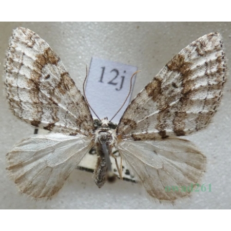 Nothocasis sertata (Hübner, 1817) Płatynka jaworówka Czech12j